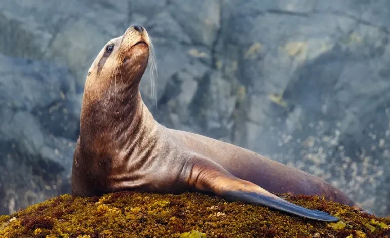 Sea Lion’s Daring Tuna Snatch Leaves Fisherman Empty-Handed