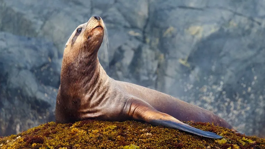 Sea Lion’s Daring Tuna Snatch Leaves Fisherman Empty-Handed