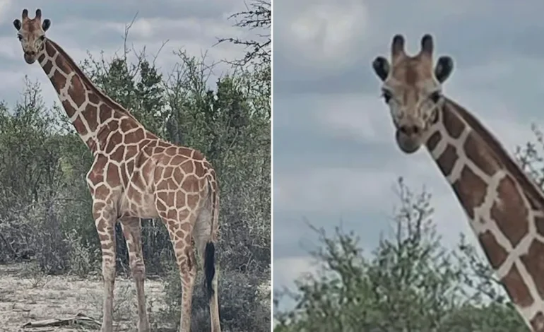 Missing Giraffe, Gracie, Found After Two Weeks on the Run