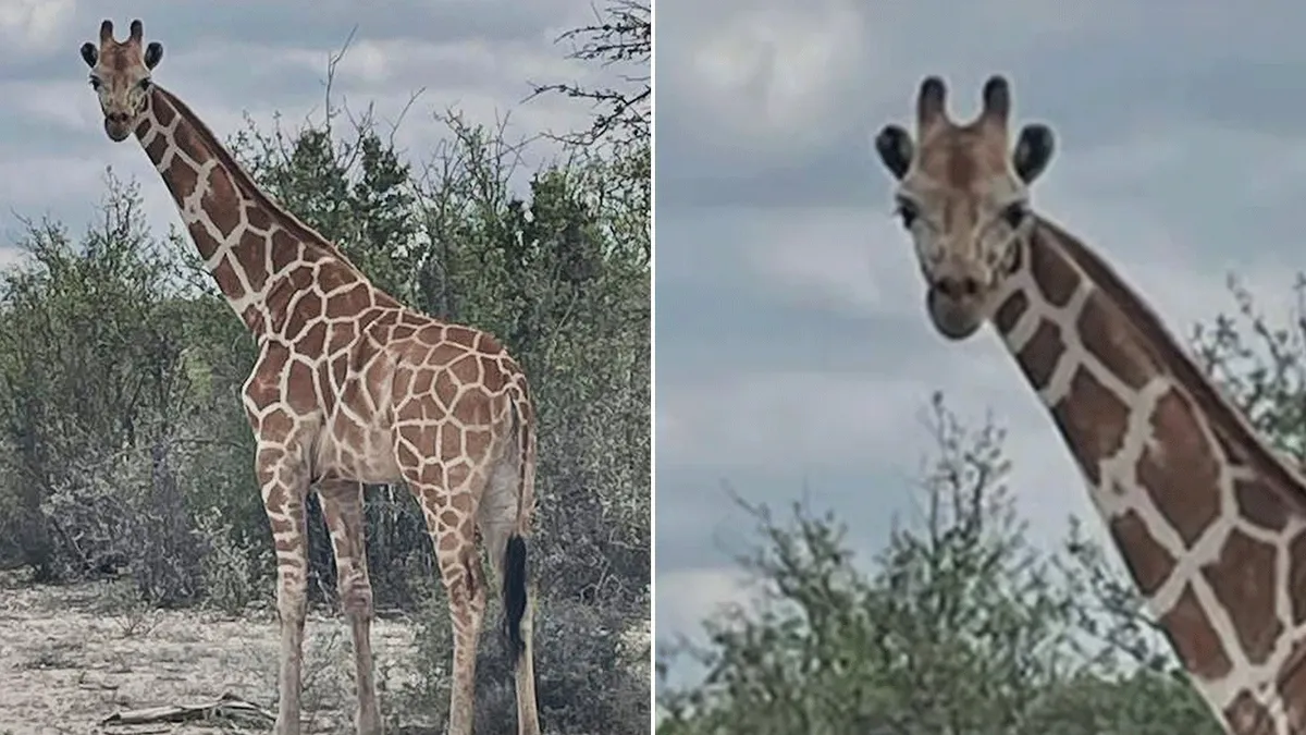Missing Giraffe, Gracie, Found After Two Weeks on the Run