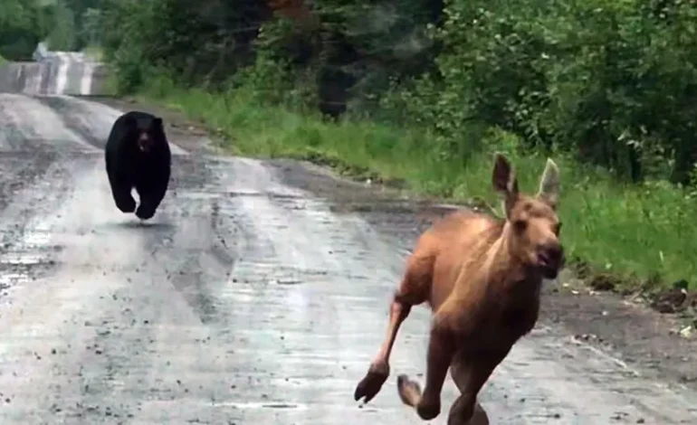Maine Man’s Truck Rescue Saves Moose Calf from Bear Attack