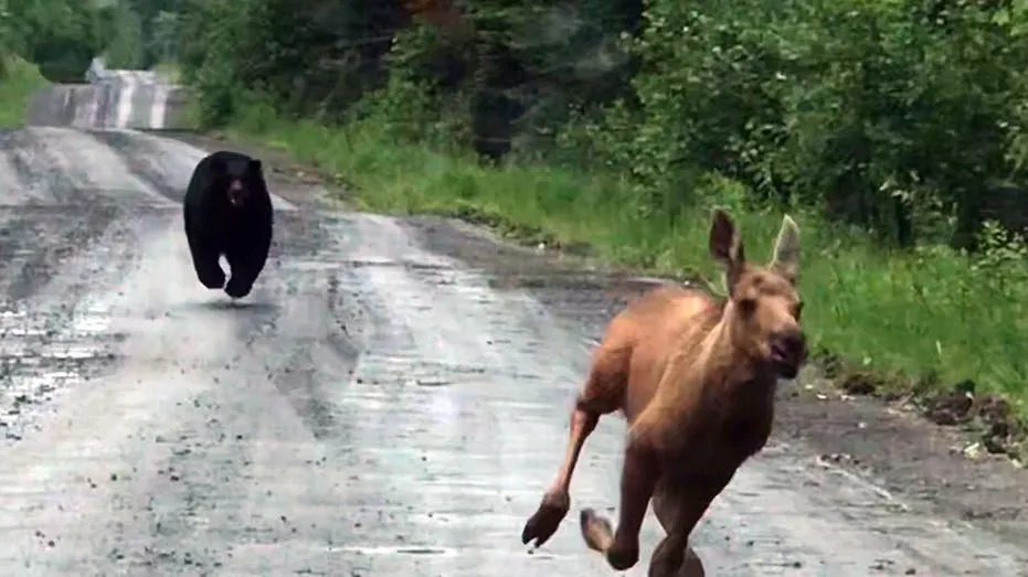 Maine Man’s Truck Rescue Saves Moose Calf from Bear Attack