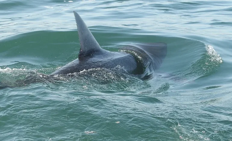 Shark Sightings Surge, Prompting Beach Closures and Safety Alerts