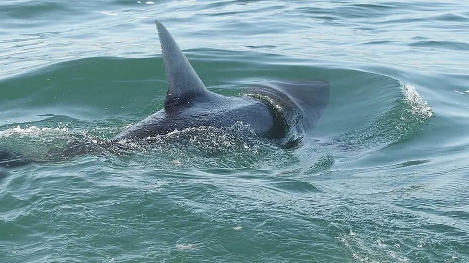 Shark Sightings Surge, Prompting Beach Closures and Safety Alerts