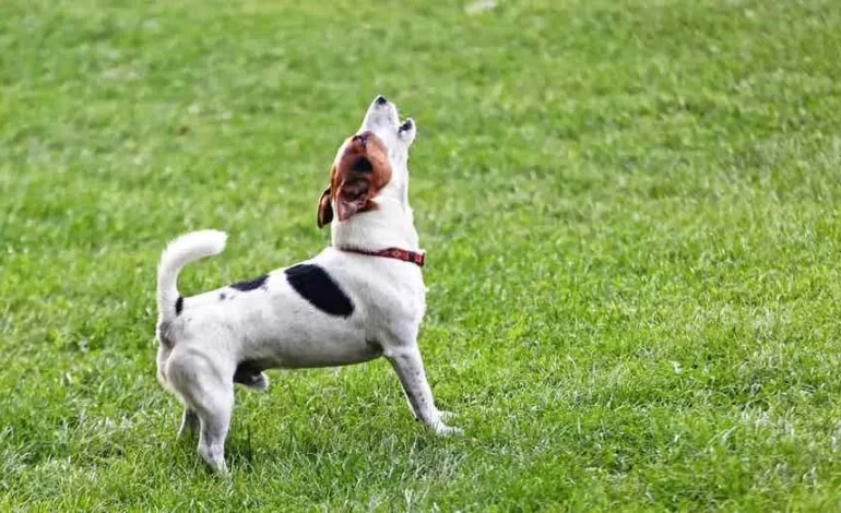 When to Get a New Dog After Losing a Beloved Pet