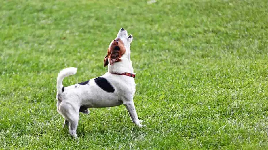 When to Get a New Dog After Losing a Beloved Pet