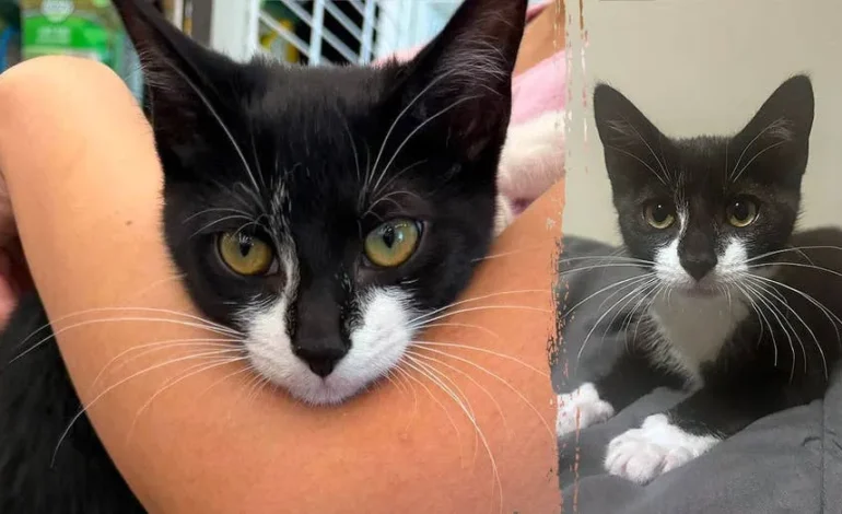 Kitten Used in Bizarre Maryland Bank Robbery Attempt