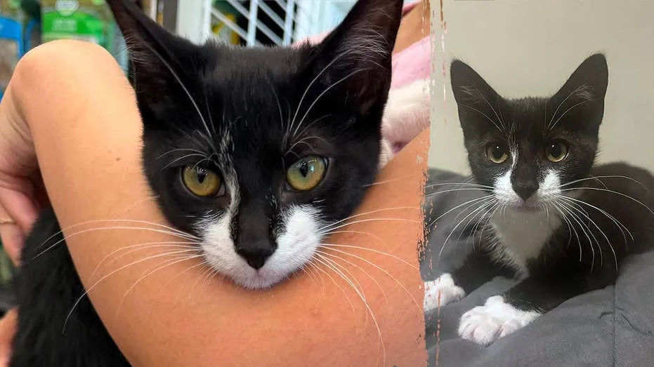Kitten Used in Bizarre Maryland Bank Robbery Attempt