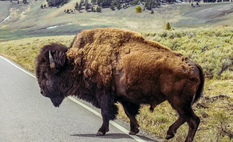 Yellowstone Bison Involved in Viral Attack Will Remain Wild