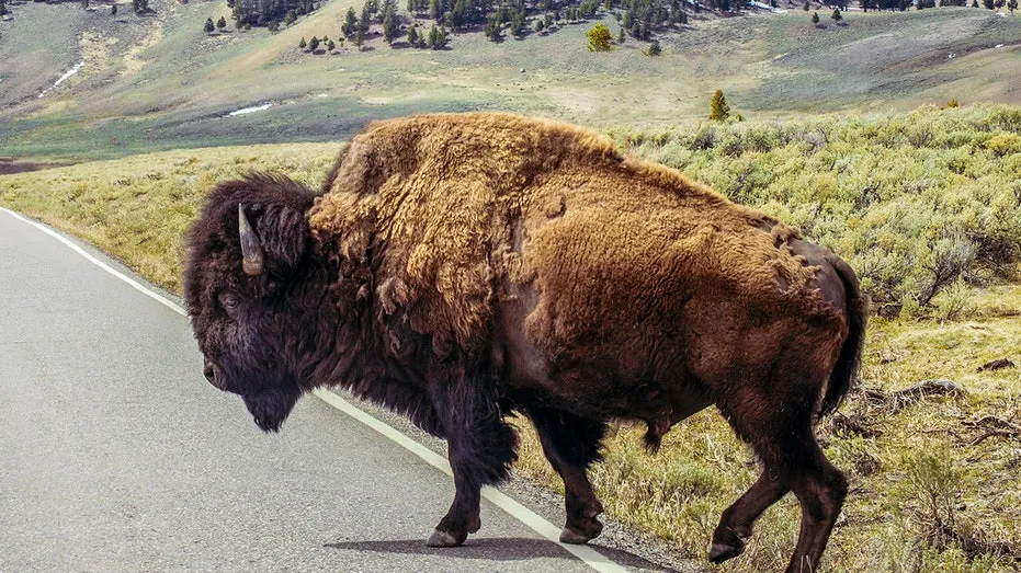 Yellowstone Bison Involved in Viral Attack Will Remain Wild
