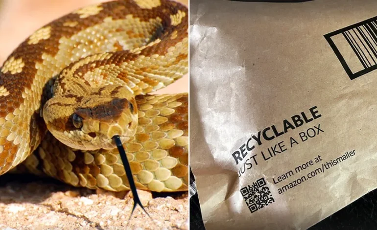 Toddler Bitten by Rattlesnake Under Amazon Package in California