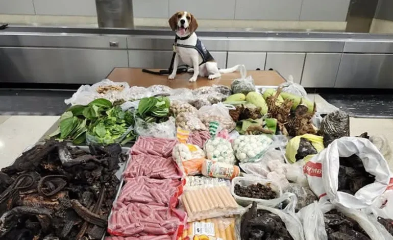 Hero K9 Sniffs Out Nearly 100 Pounds of Contraband from Thailand