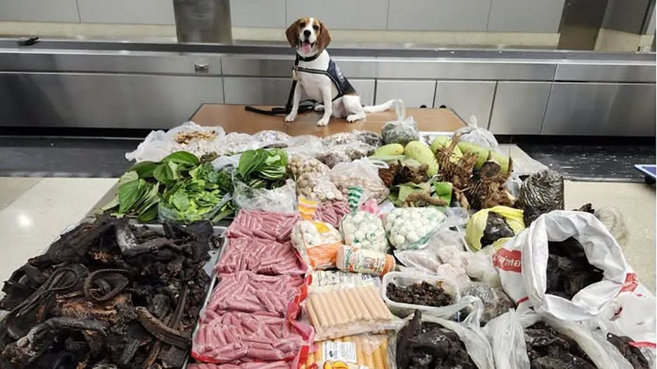 Hero K9 Sniffs Out Nearly 100 Pounds of Contraband from Thailand