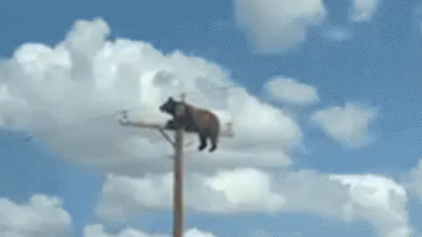 Bear’s Fatal Climb: Viral Video Captures Tragic End on New Mexico Utility Pole