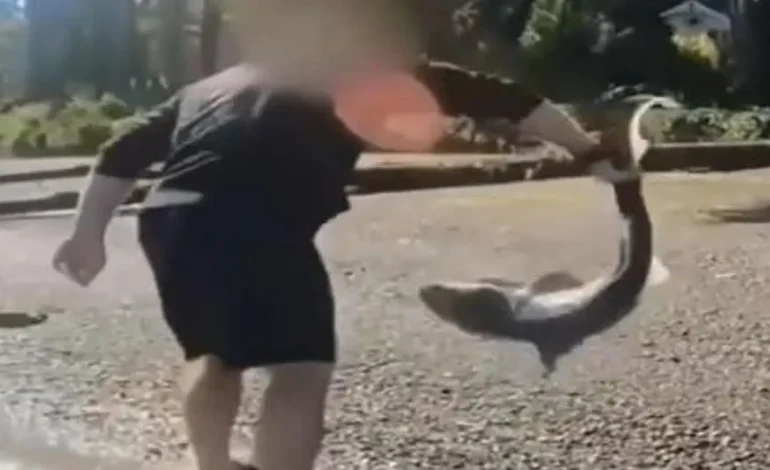 Oregon Man Charged for ‘Wrestling’ Protected Sharks in Washington