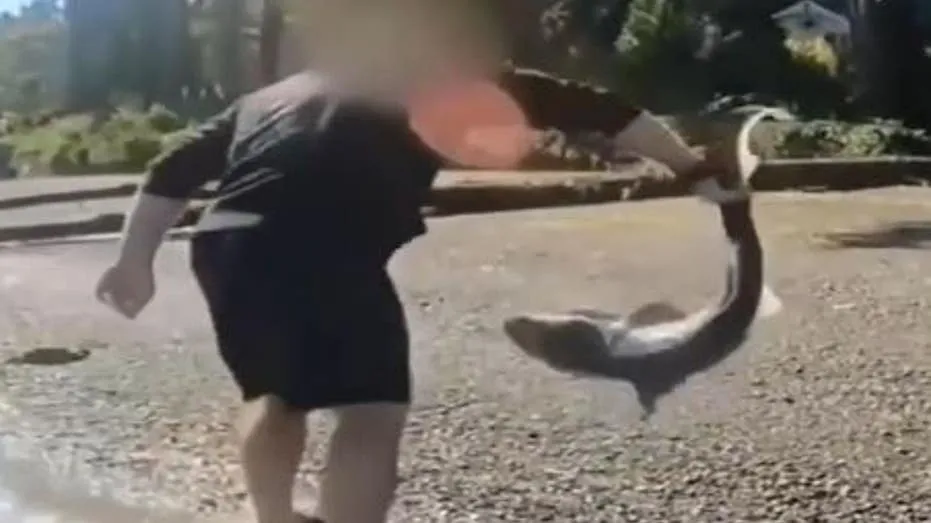 Oregon Man Charged for ‘Wrestling’ Protected Sharks in Washington
