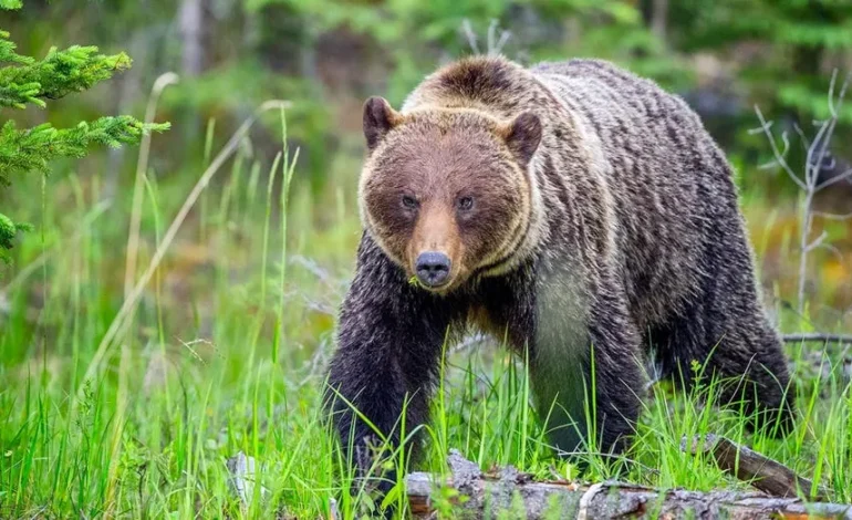 Hikers Face $25K Fine After Dog Barks at Grizzly in Banff