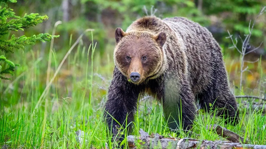 Hikers Face $25K Fine After Dog Barks at Grizzly in Banff