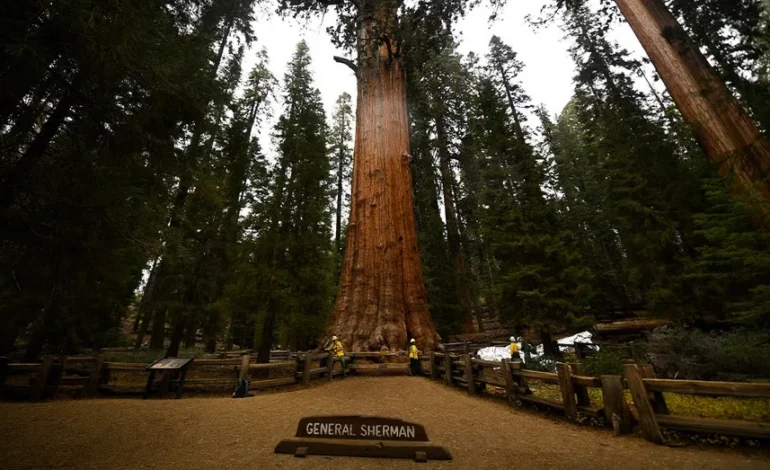 Nevada Man Dies on Famed Sequoia Trail After Medical Emergency
