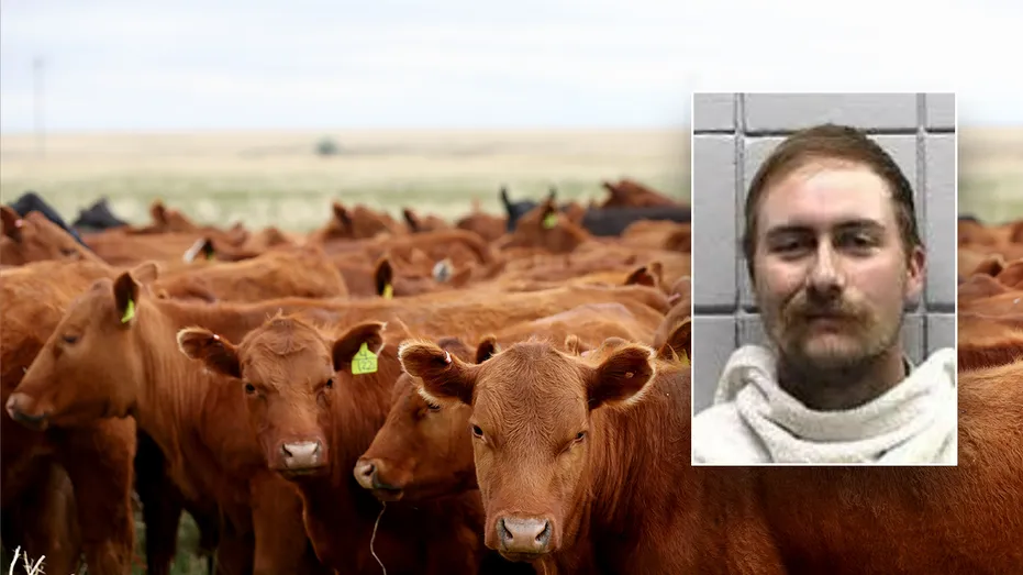 Texas Man Accused of Buying 77 Cattle with $159K in Bad Checks
