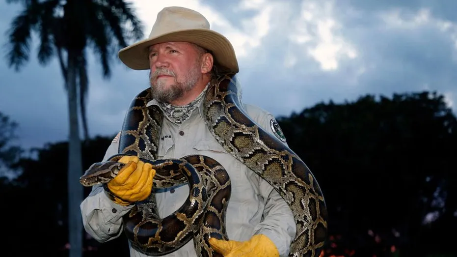 Tom Rahill Dominates Florida Python Challenge, Capturing 96 Invasive Snakes