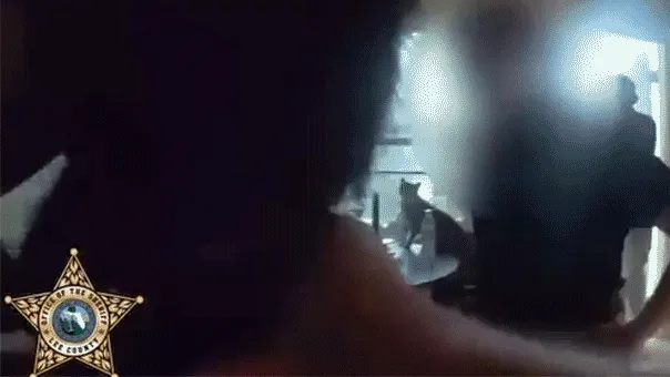 Florida Father Accused of Killing Kittens as Punishment
