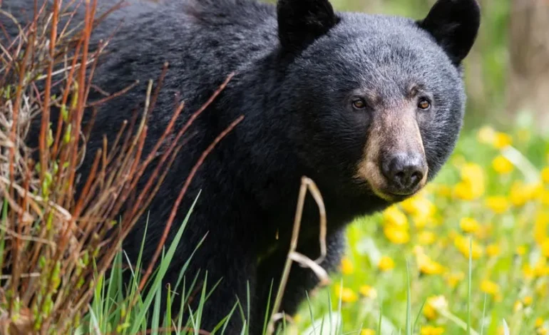 Fearless Feline Faces Down Black Bear in Viral TikTok Sensation