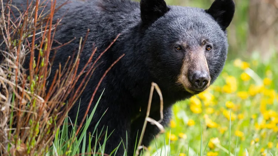Fearless Feline Faces Down Black Bear in Viral TikTok Sensation