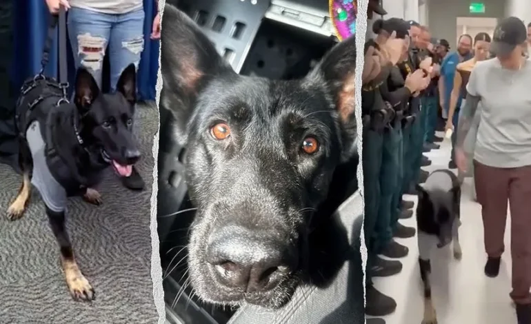 Hero K-9 Ace Returns to Duty Days After Losing Leg Protecting Deputies