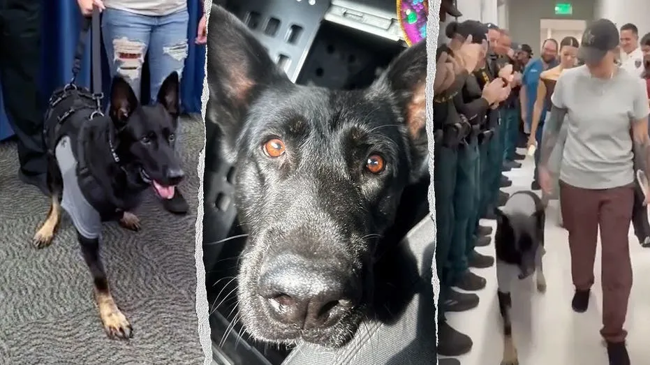 Hero K-9 Ace Returns to Duty Days After Losing Leg Protecting Deputies