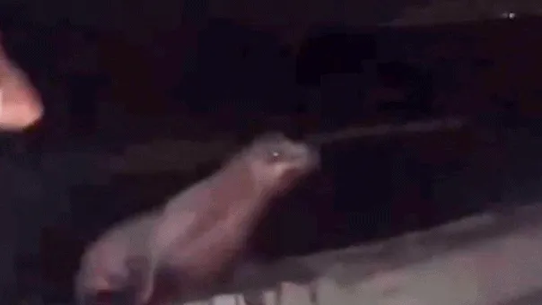 California Teen Admits Kicking Sea Lion in Viral Video