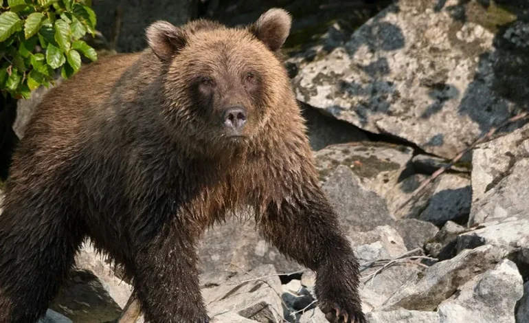 Runner Hospitalized After Bear Spraying Brown Bear on Alaska Trail