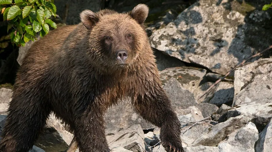 Runner Hospitalized After Bear Spraying Brown Bear on Alaska Trail
