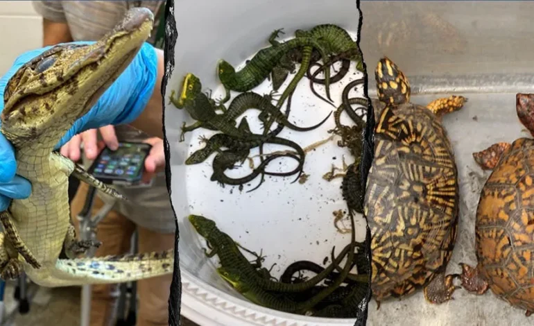 69 Live Animals Found in Hidden Car Compartment After Border Arrest