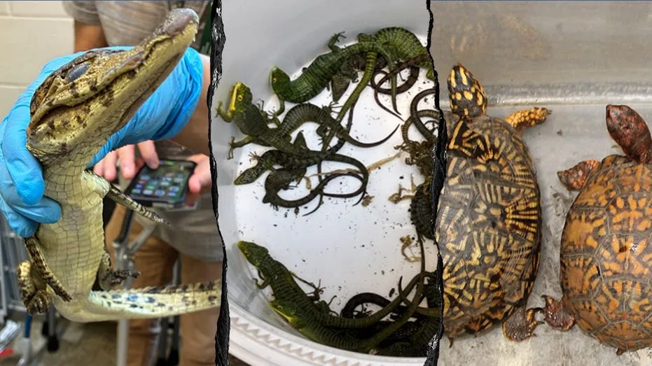 69 Live Animals Found in Hidden Car Compartment After Border Arrest