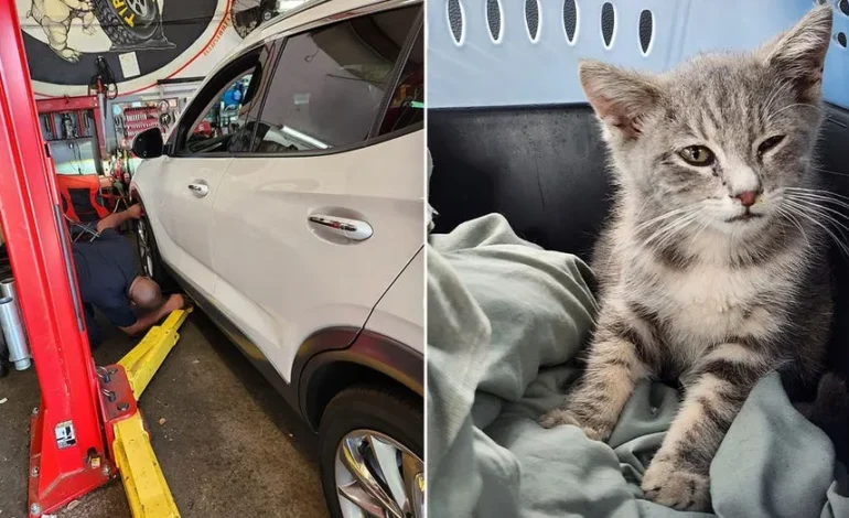 Kitten Survives 700-Mile Trip Trapped Under Car