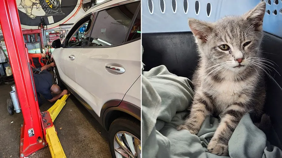Kitten Survives 700-Mile Trip Trapped Under Car
