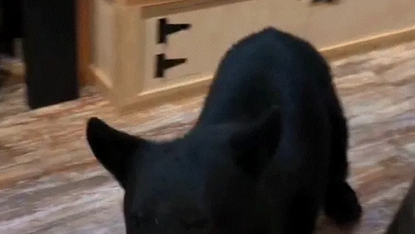 Bear Crashes Anniversary Getaway, Rummages Through Tennessee Tea Shop