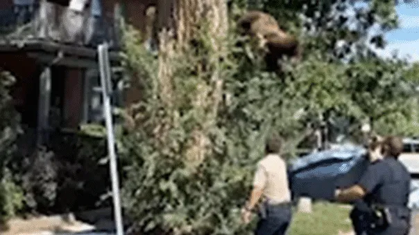 Young Bear’s Dizzying Descent from Denver Tree After Wildlife Intervention