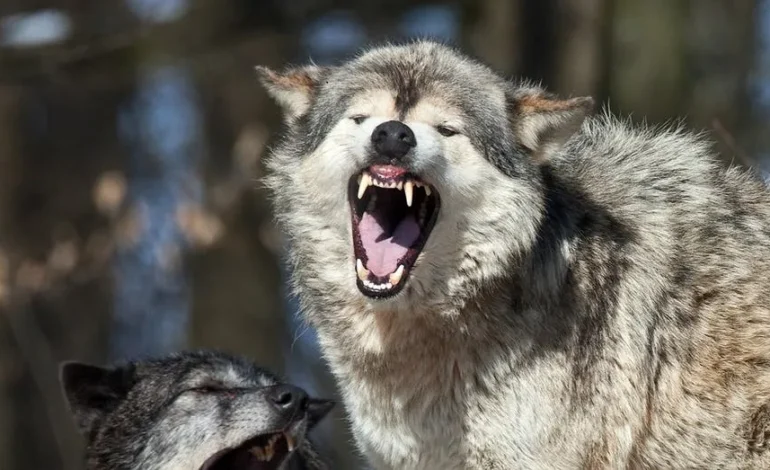Yellowstone Tourist Uses Spray to Deter Following Wolf in Viral Video