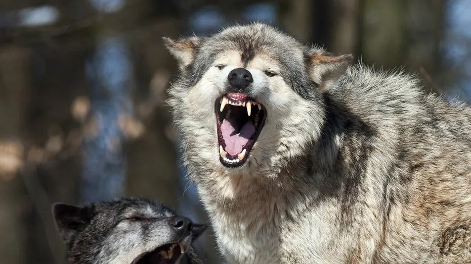 Yellowstone Tourist Uses Spray to Deter Following Wolf in Viral Video