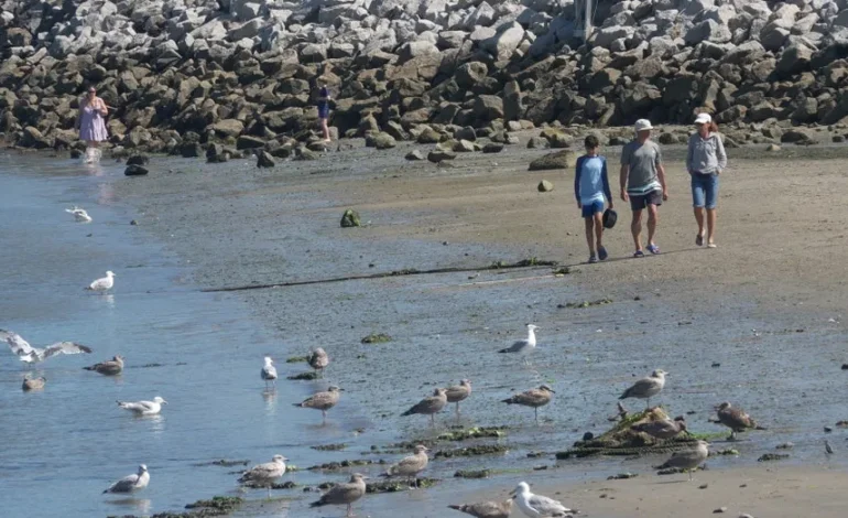 Maine Coast Sees Surge in Shark Sightings: Experts Weigh In