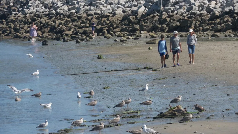 Maine Coast Sees Surge in Shark Sightings: Experts Weigh In